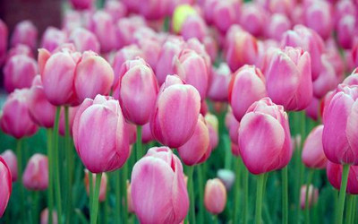 73% OFF on Pink Tulips Photographic Paper
