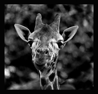 50% OFF on Giraffe 01 Canvas Art