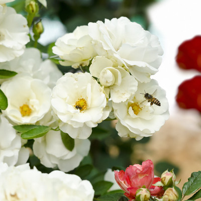 50% OFF on Colourful Flowers 68 Paper Print