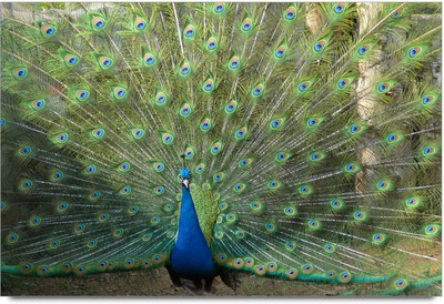 33% OFF on Peacock Dancing Paper Print 33% OFF on Peacock Dancing Paper Print