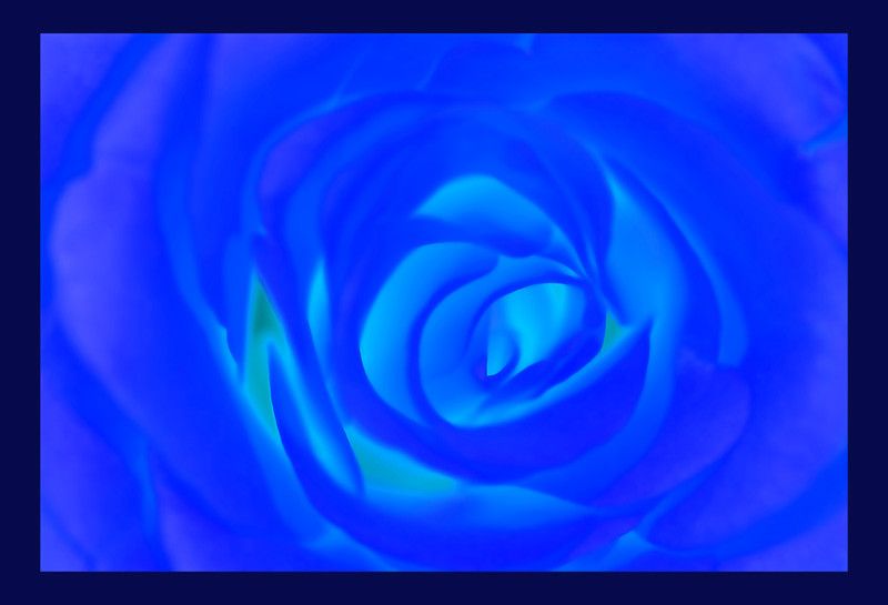 50% OFF on Rose Blue Paper Print 50% OFF on Rose Blue Paper Print