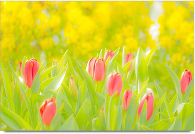 34% OFF on Amy Beautiful Pink Tulips2 Paper Print 34% OFF on Amy Beautiful Pink Tulips2 Paper Print
