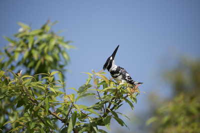 50% OFF on Kingfisher 04 , Canvas Art