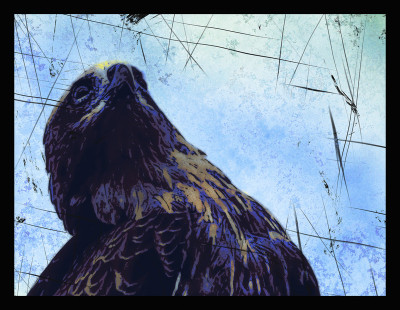 50% OFF on Eagle 03 Canvas Art 50% OFF on Eagle 03 Canvas Art