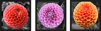 33% OFF on Dahlia flowers Fine Prints Fine Art Print 33% OFF on Dahlia flowers Fine Prints Fine Art Print