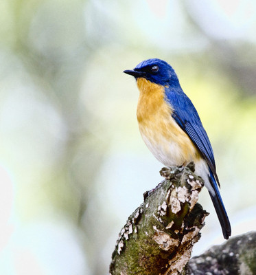 50% OFF on Brid B01 Canvas Art