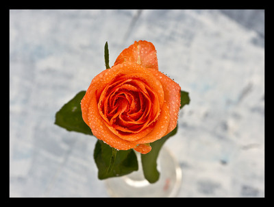 50% OFF on Orange Rose Paper Print 50% OFF on Orange Rose Paper Print