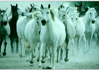 75% OFF on White Horses Poster (18 x 12 Inches) by Shopkeeda Paper Print