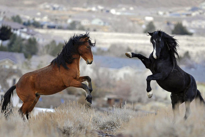 50% OFF on Horses Enjoying Poster Paper Print