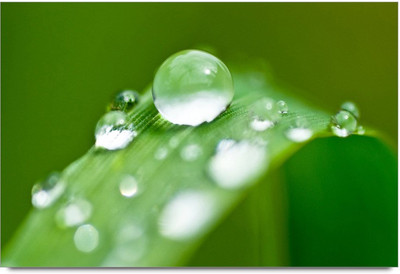 34% OFF on Amy Water Droplets on a Leaf 3D Poster 34% OFF on Amy Water Droplets on a Leaf 3D Poster