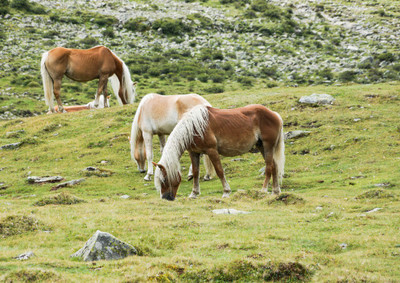 44% OFF on Horses Fine Art Print