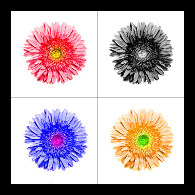 50% OFF on Gerbera Four Paper Print 50% OFF on Gerbera Four Paper Print