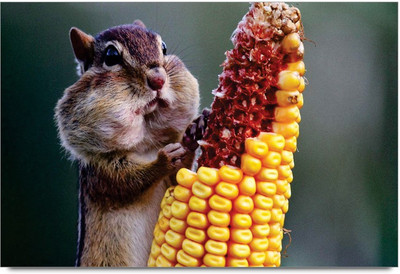 75% OFF on Amy Chipmunk Eating Corn 3D Poster 75% OFF on Amy Chipmunk Eating Corn 3D Poster