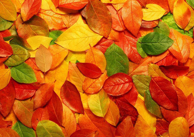 44% OFF on Autumn Leaves Fine Art Print 44% OFF on Autumn Leaves Fine Art Print