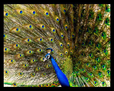 50% OFF on The dance Paper Print