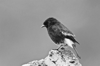 50% OFF on Brid B05 Canvas Art