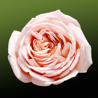 50% OFF on Colourful Flowers 70 Canvas Art