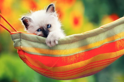 62% OFF on Cute Cat Poster Photographic Paper 62% OFF on Cute Cat Poster Photographic Paper