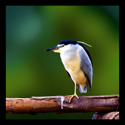 50% OFF on Pond Heron Canvas Art