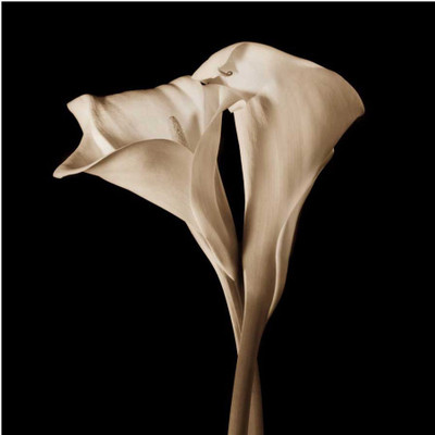 Montage - The Embrace Fine Art Print Montage - The Embrace Fine Art Print