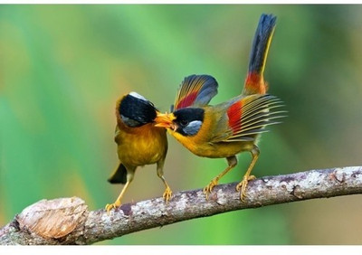 42% OFF on Photo Print Art - 27 Bird with Matte Paper Print Fine Art Print