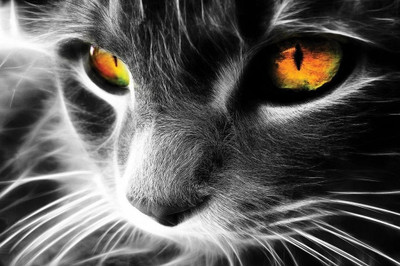62% OFF on Cat Eyes Poster Photographic Paper