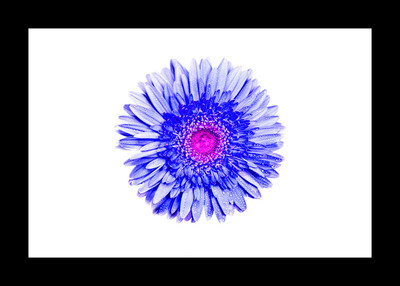 50% OFF on Gerbera Blue Paper Print 50% OFF on Gerbera Blue Paper Print
