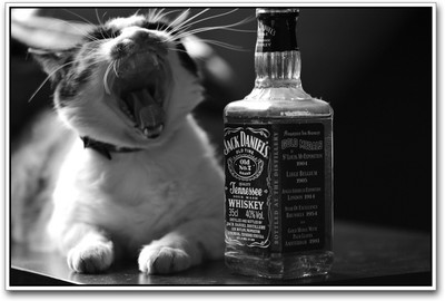Jack daniels and cat Paper Print Jack daniels and cat Paper Print