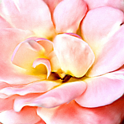 50% OFF on Colourful Flowers 63 Paper Print