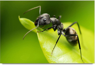 75% OFF on Amy Beautiful Christmas Candle Paper Print 75% OFF on Amy Beautiful Christmas Candle Paper Print