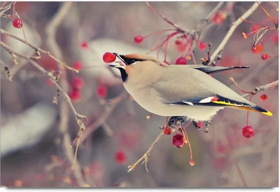 75% OFF on Amy Birds Berries Photographic Paper