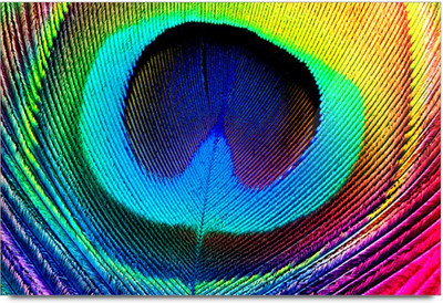 50% OFF on Peacock Feather Image Paper Print 50% OFF on Peacock Feather Image Paper Print