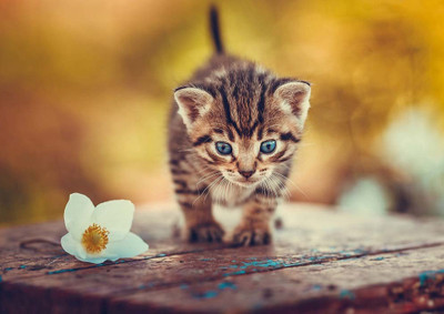 33% OFF on Cat Paper Print 33% OFF on Cat Paper Print