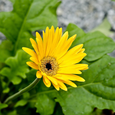 50% OFF on Colourful Flowers 91 Canvas Art