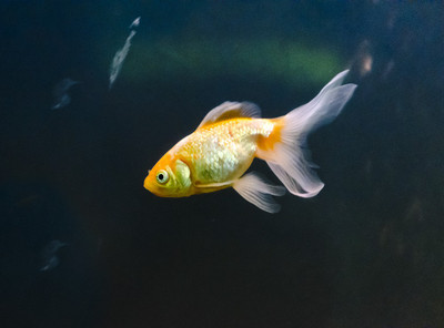 50% OFF on Fish 01 Canvas Art