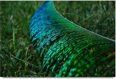 50% OFF on Feather Paper Print