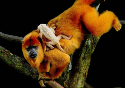 33% OFF on Chimpanzee Paper Print 33% OFF on Chimpanzee Paper Print