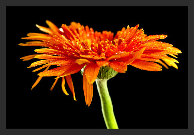 50% OFF on Gerbera up Paper Print