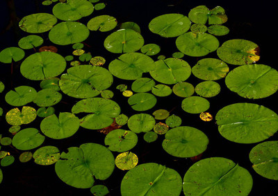 33% OFF on Aquatic Leaves Fine Art Print