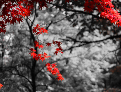 16% OFF on Wonder Image Leaves Art Print Canvas Art