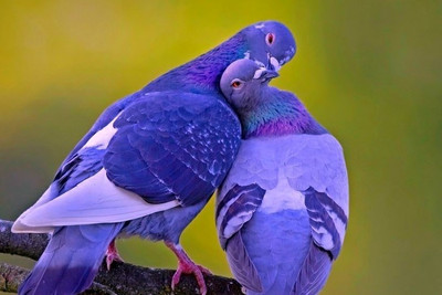 70% OFF on 130514Couple Pigeon Poster Photographic Paper 70% OFF on 130514Couple Pigeon Poster Photographic Paper