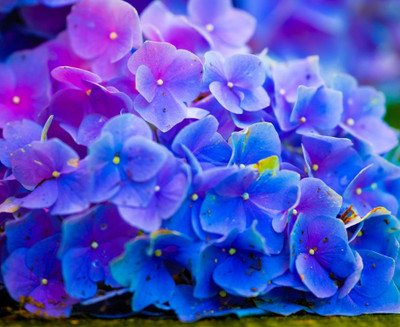 79% OFF on Painting Without Frame - Beautiful Flower Art Canvas Art