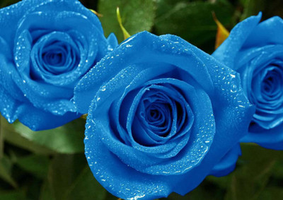 33% OFF on Blue Rose Fine Art Print