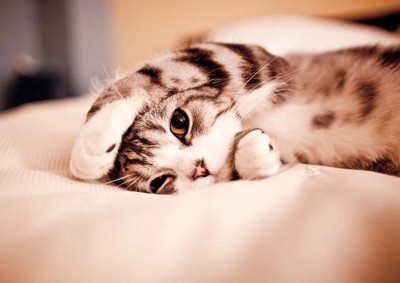 33% OFF on Cute Cat Paper Print 33% OFF on Cute Cat Paper Print