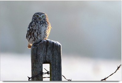 75% OFF on Amy Cut Red Snow Fox Sleeping Paper Print