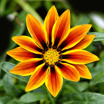 50% OFF on Colourful Flowers 117 Canvas Art