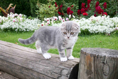 31% OFF on Just Cute - Cat on Trunk Paper Print 31% OFF on Just Cute - Cat on Trunk Paper Print