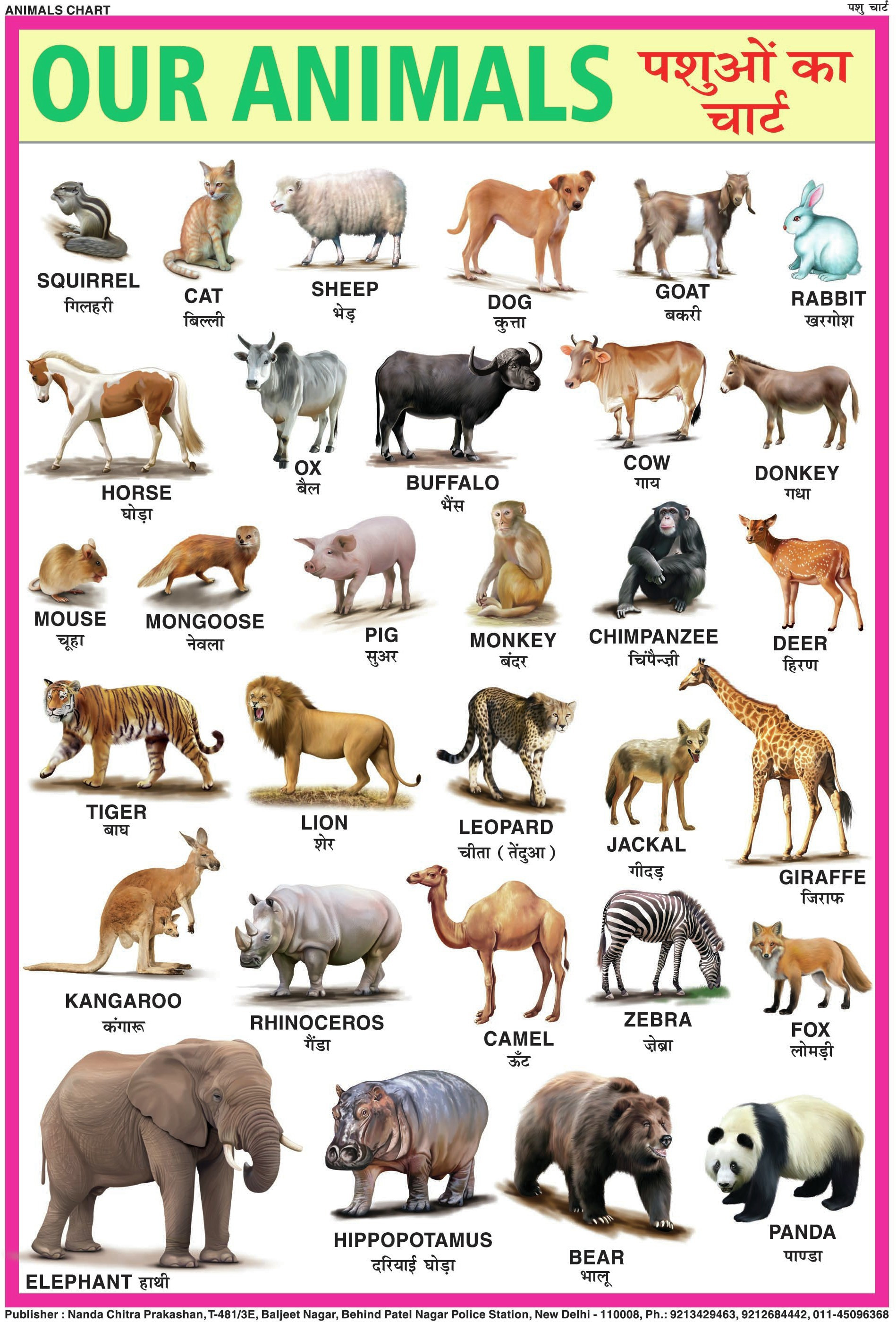 NcpANIMALS CHART FOR CHILDREN 28 INCH X 40 INCH Paper Print Price in