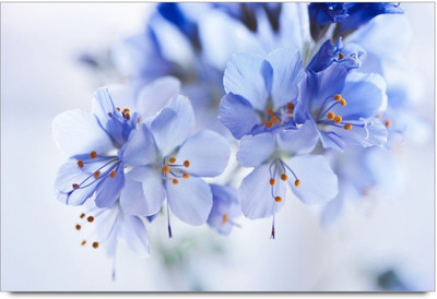 75% OFF on Amy Beautiful Light Blue Flower Paper Print