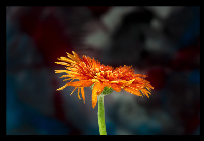 50% OFF on Gerbera up Paper Print